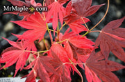 - Acer palmatum 'Taimen nishiki' Japanese Maple - Mr Maple │ Buy Japanese Maple Trees