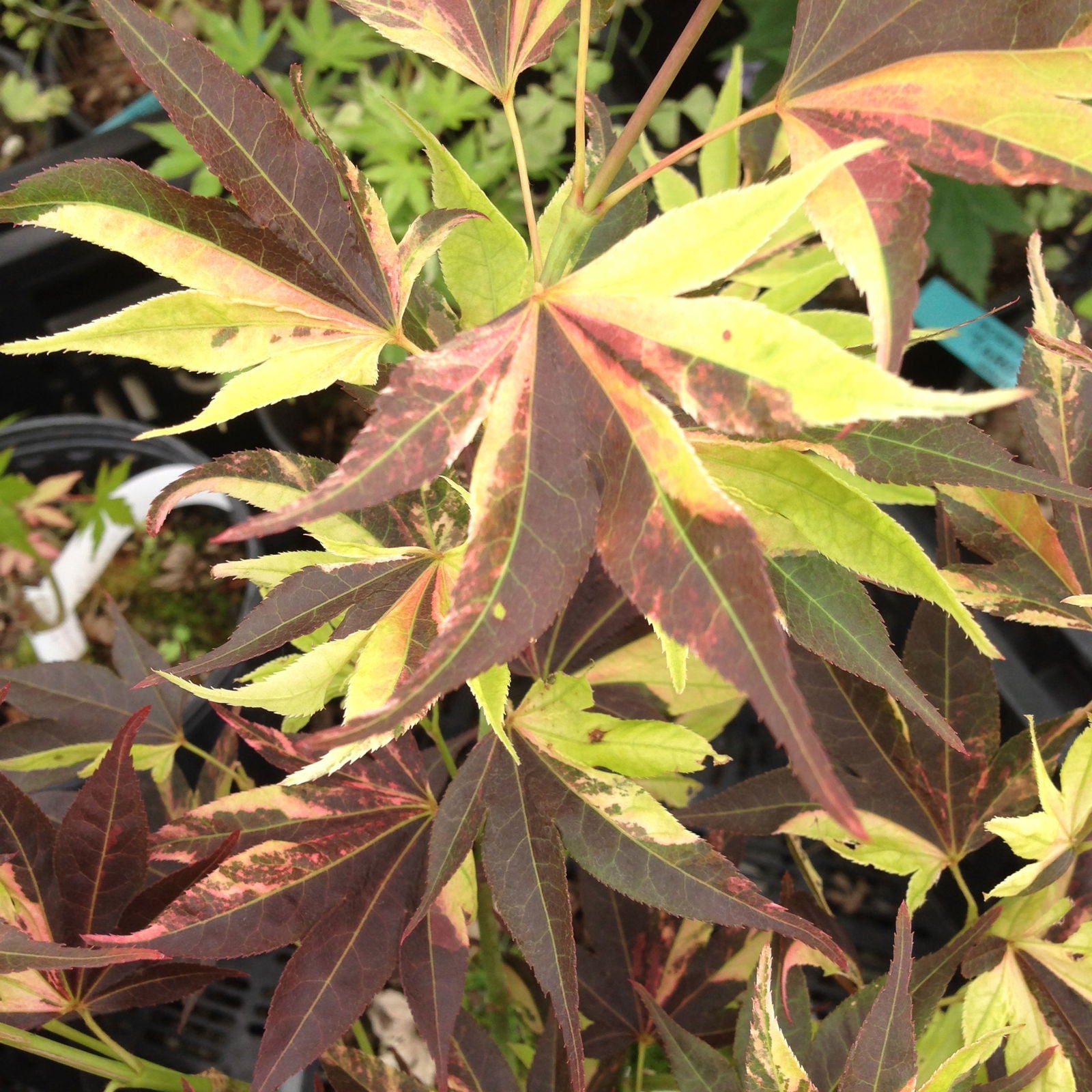 Buy Acer palmatum 'Taimen nishiki' Japanese Maple — Mr Maple