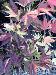 - Acer palmatum 'Taimen nishiki' Japanese Maple - Mr Maple │ Buy Japanese Maple Trees