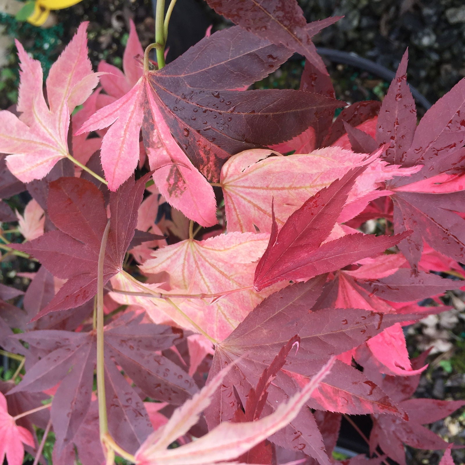 Buy Acer palmatum 'Taimen nishiki' Japanese Maple — Mr Maple