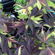 - Acer palmatum 'Taimen nishiki' Japanese Maple - Mr Maple │ Buy Japanese Maple Trees