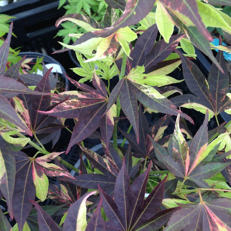- Acer palmatum 'Taimen nishiki' Japanese Maple - Mr Maple │ Buy Japanese Maple Trees