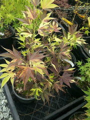- Acer palmatum 'Taimen nishiki' Japanese Maple - Mr Maple │ Buy Japanese Maple Trees