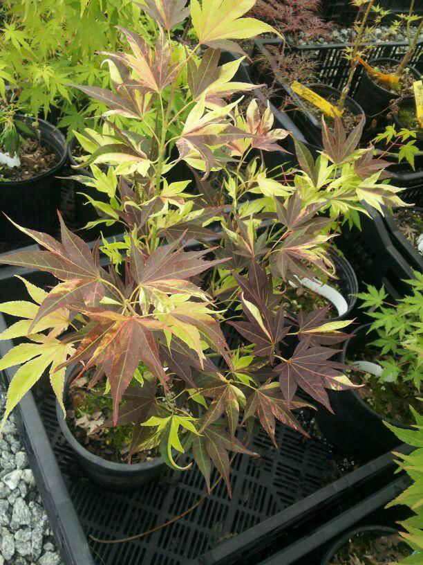 - Acer palmatum 'Taimen nishiki' Japanese Maple - Mr Maple │ Buy Japanese Maple Trees