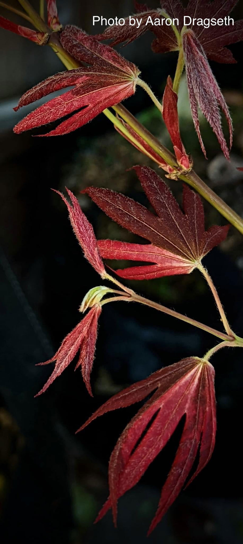 - Acer palmatum 'Taimen nishiki' Japanese Maple - Mr Maple │ Buy Japanese Maple Trees