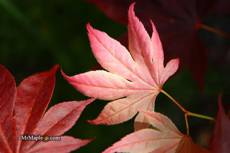 - Acer palmatum 'Taimen nishiki' Japanese Maple - Mr Maple │ Buy Japanese Maple Trees