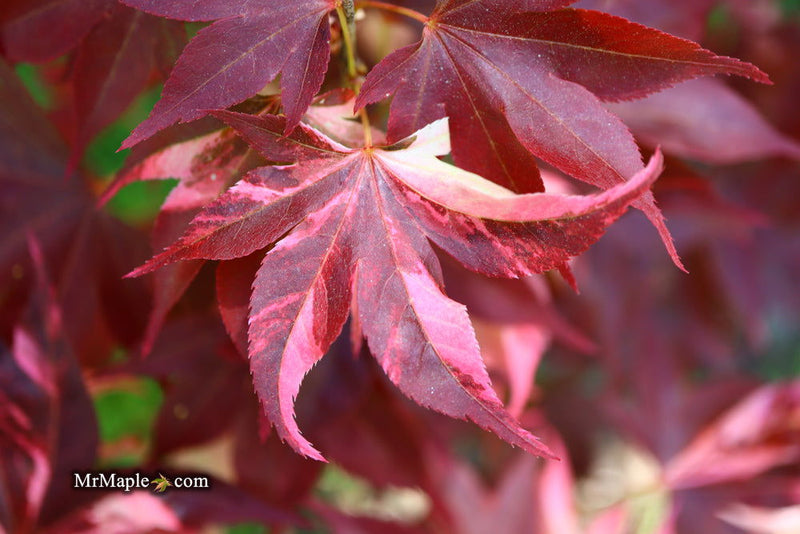 - Acer palmatum 'Taimen nishiki' Japanese Maple - Mr Maple │ Buy Japanese Maple Trees