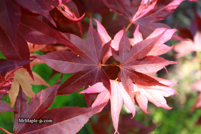 - Acer palmatum 'Taimen nishiki' Japanese Maple - Mr Maple │ Buy Japanese Maple Trees