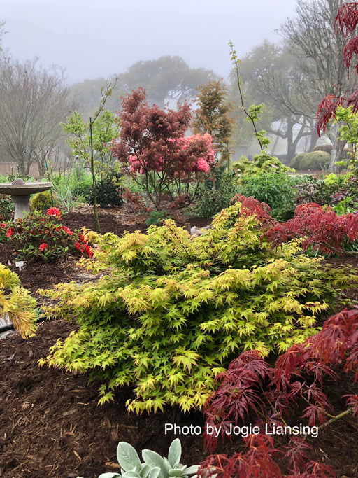 - Acer palmatum 'Tama Hime' Dwarf Japanese Maple - Mr Maple │ Buy Japanese Maple Trees