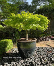 - Acer palmatum 'Tama Hime' Dwarf Japanese Maple - Mr Maple │ Buy Japanese Maple Trees