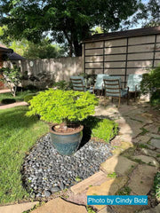- Acer palmatum 'Tama Hime' Dwarf Japanese Maple - Mr Maple │ Buy Japanese Maple Trees