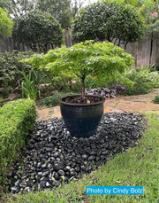 - Acer palmatum 'Tama Hime' Dwarf Japanese Maple - Mr Maple │ Buy Japanese Maple Trees