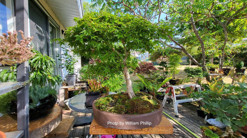 - Acer palmatum 'Tama Hime' Dwarf Japanese Maple - Mr Maple │ Buy Japanese Maple Trees