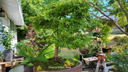 - Acer palmatum 'Tama Hime' Dwarf Japanese Maple - Mr Maple │ Buy Japanese Maple Trees