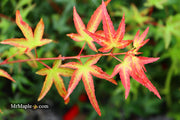 - Acer palmatum 'Tama Hime' Dwarf Japanese Maple - Mr Maple │ Buy Japanese Maple Trees