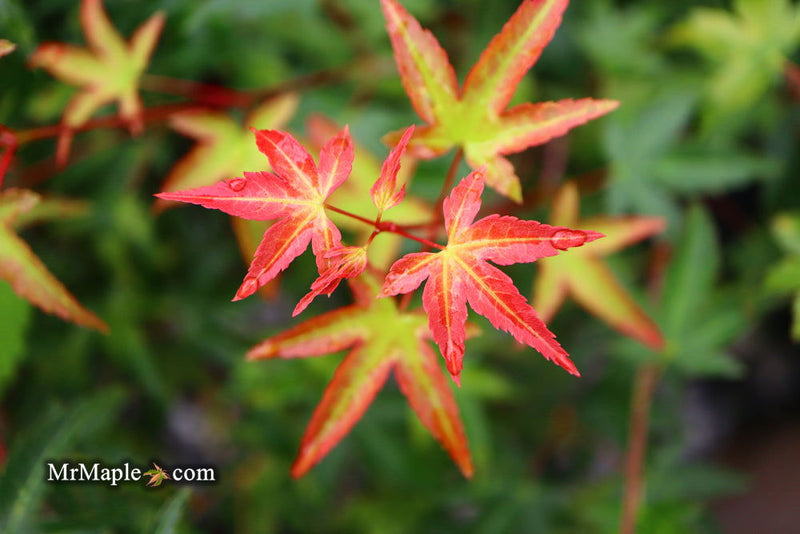 - Acer palmatum 'Tama Hime' Dwarf Japanese Maple - Mr Maple │ Buy Japanese Maple Trees