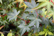 - Acer palmatum 'Tama Hime' Dwarf Japanese Maple - Mr Maple │ Buy Japanese Maple Trees