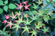 - Acer palmatum 'Tama Hime' Dwarf Japanese Maple - Mr Maple │ Buy Japanese Maple Trees