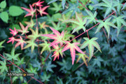- Acer palmatum 'Tama Hime' Dwarf Japanese Maple - Mr Maple │ Buy Japanese Maple Trees