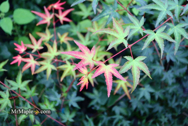 - Acer palmatum 'Tama Hime' Dwarf Japanese Maple - Mr Maple │ Buy Japanese Maple Trees