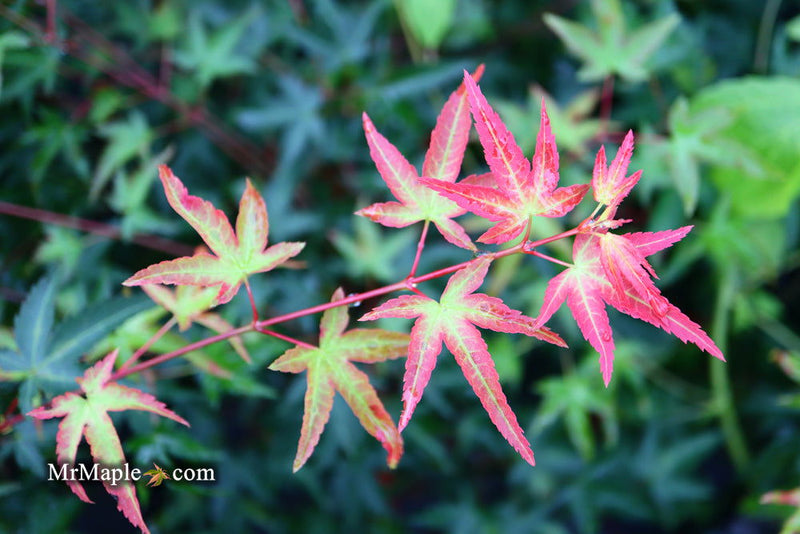 - Acer palmatum 'Tama Hime' Dwarf Japanese Maple - Mr Maple │ Buy Japanese Maple Trees