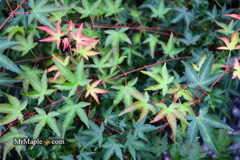 - Acer palmatum 'Tama Hime' Dwarf Japanese Maple - Mr Maple │ Buy Japanese Maple Trees