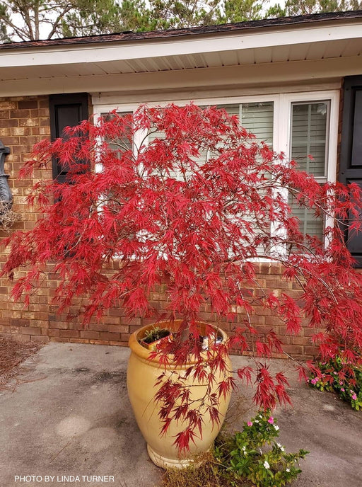 Acer palmatum 'Tamukeyama' Weeping Red Japanese Maple - Mr Maple │ Buy Japanese Maple Trees