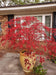 Plants- Acer palmatum 'Tamukeyama' Weeping Red Japanese Maple - Mr Maple │ Buy Japanese Maple Trees