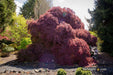 - Acer palmatum 'Tamukeyama' Weeping Red Japanese Maple - Mr Maple │ Buy Japanese Maple Trees