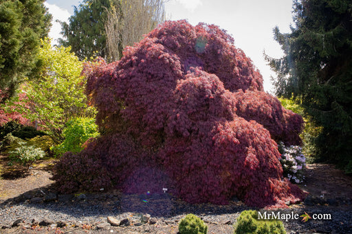 Acer palmatum 'Tamukeyama' Weeping Red Japanese Maple - Mr Maple │ Buy Japanese Maple Trees