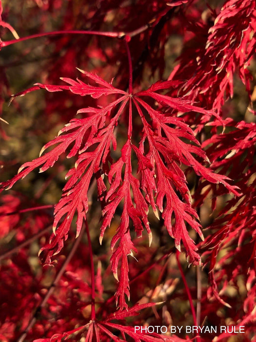 - Acer palmatum 'Tamukeyama' Weeping Red Japanese Maple - Mr Maple │ Buy Japanese Maple Trees