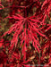 - Acer palmatum 'Tamukeyama' Weeping Red Japanese Maple - Mr Maple │ Buy Japanese Maple Trees