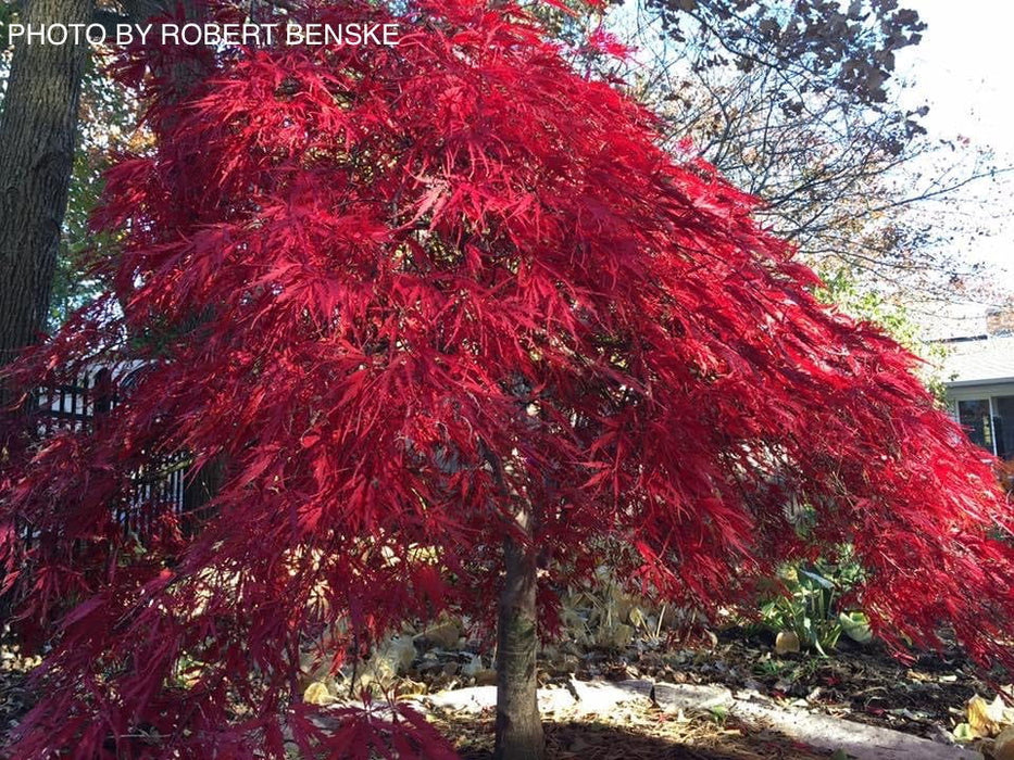 - Acer palmatum 'Tamukeyama' Weeping Red Japanese Maple - Mr Maple │ Buy Japanese Maple Trees