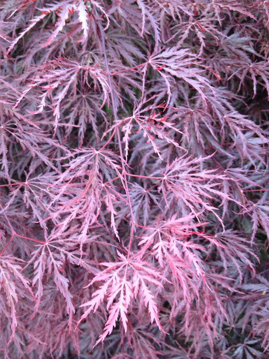 - Acer palmatum 'Tamukeyama' Weeping Red Japanese Maple - Mr Maple │ Buy Japanese Maple Trees