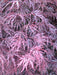 - Acer palmatum 'Tamukeyama' Weeping Red Japanese Maple - Mr Maple │ Buy Japanese Maple Trees