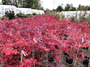 - Acer palmatum 'Tamukeyama' Weeping Red Japanese Maple - Mr Maple │ Buy Japanese Maple Trees