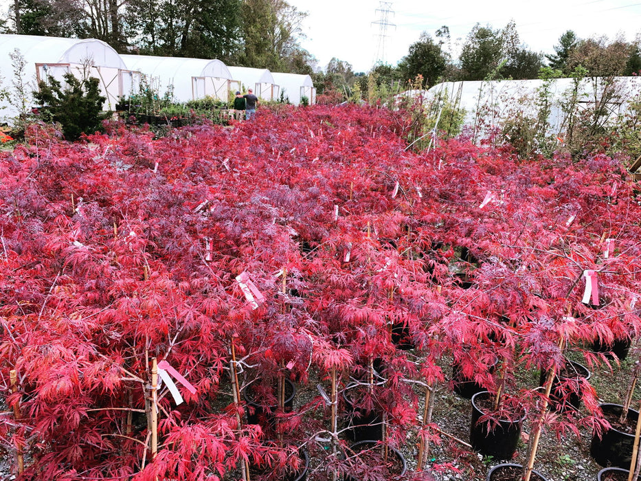 - Acer palmatum 'Tamukeyama' Weeping Red Japanese Maple - Mr Maple │ Buy Japanese Maple Trees