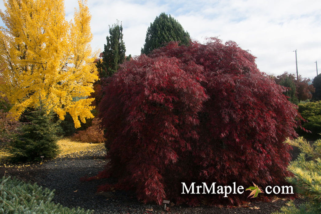 - Acer palmatum 'Tamukeyama' Weeping Red Japanese Maple - Mr Maple │ Buy Japanese Maple Trees