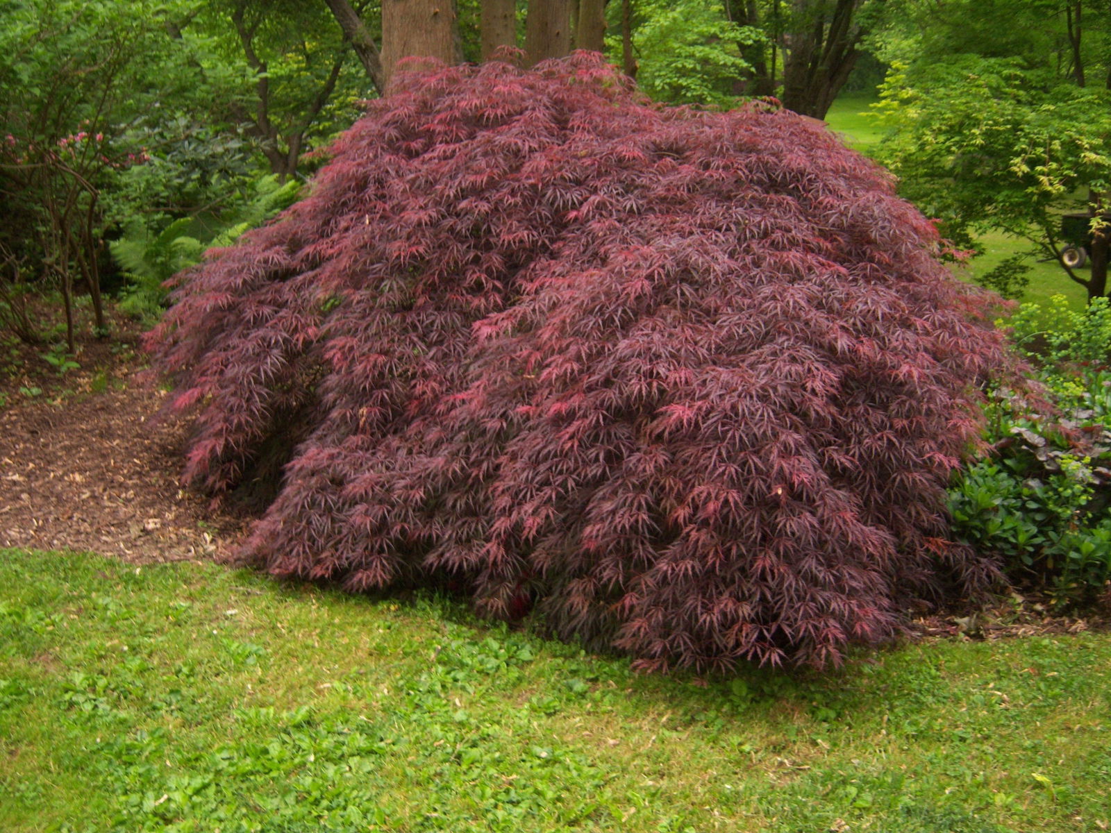 メープル様 Buy Acer palmatum dissectum 'Tamukeyama' Weeping Red Japanese