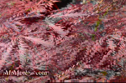 - Acer palmatum 'Tamukeyama' Weeping Red Japanese Maple - Mr Maple │ Buy Japanese Maple Trees