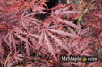 - Acer palmatum 'Tamukeyama' Weeping Red Japanese Maple - Mr Maple │ Buy Japanese Maple Trees