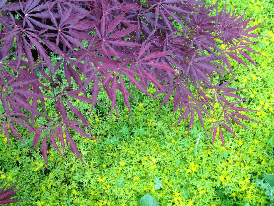 - Acer palmatum 'Tamukeyama' Weeping Red Japanese Maple - Mr Maple │ Buy Japanese Maple Trees