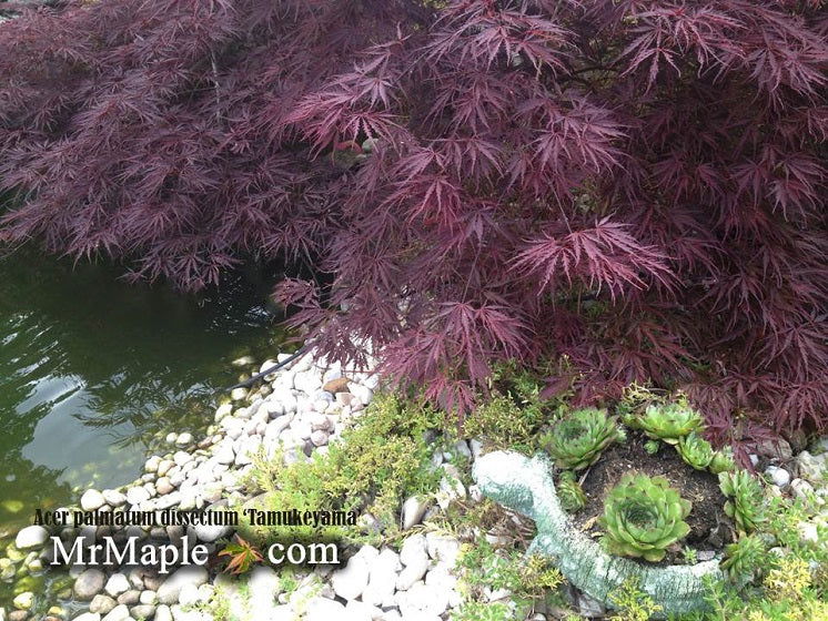 - Acer palmatum 'Tamukeyama' Weeping Red Japanese Maple - Mr Maple │ Buy Japanese Maple Trees