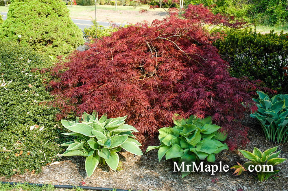 - Acer palmatum 'Tamukeyama' Weeping Red Japanese Maple - Mr Maple │ Buy Japanese Maple Trees