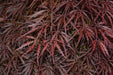 - Acer palmatum 'Tamukeyama' Weeping Red Japanese Maple - Mr Maple │ Buy Japanese Maple Trees