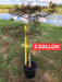 - Acer palmatum 'Tamukeyama' Weeping Red Japanese Maple - Mr Maple │ Buy Japanese Maple Trees