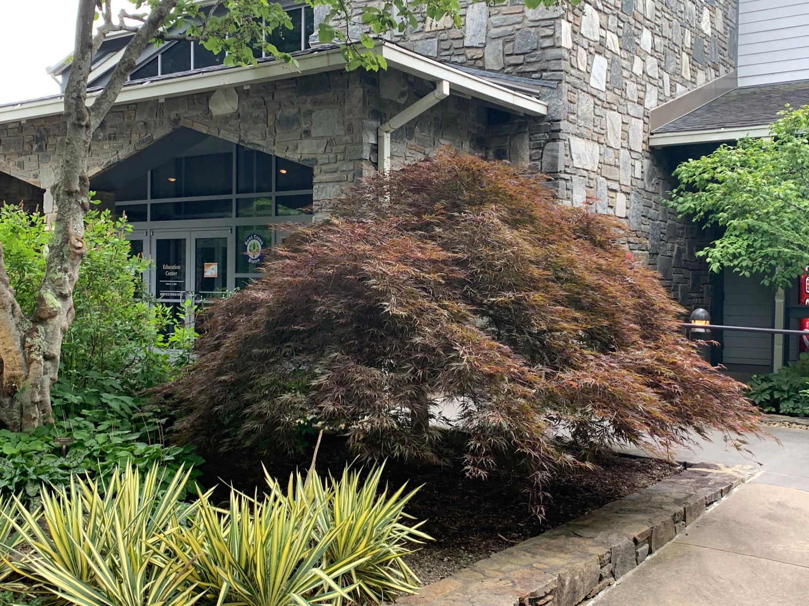 メープル様 Buy Acer palmatum dissectum 'Tamukeyama' Weeping Red Japanese