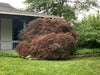 - Acer palmatum 'Tamukeyama' Weeping Red Japanese Maple - Mr Maple │ Buy Japanese Maple Trees