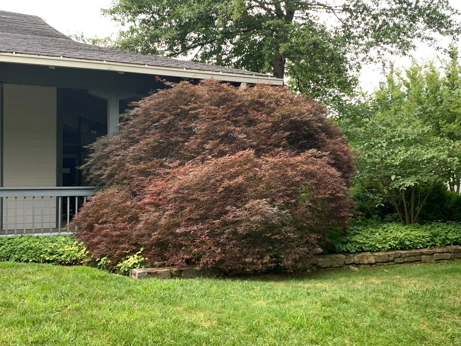 - Acer palmatum 'Tamukeyama' Weeping Red Japanese Maple - Mr Maple │ Buy Japanese Maple Trees