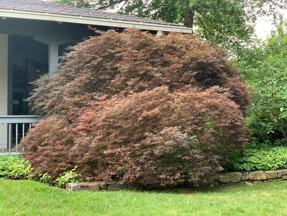 - Acer palmatum 'Tamukeyama' Weeping Red Japanese Maple - Mr Maple │ Buy Japanese Maple Trees